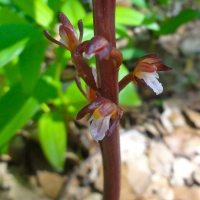 Spotted coralroot (Corallorhiza maculata)