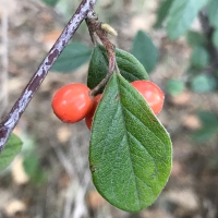 Orange cotoneaster cotoneaster-franchetii