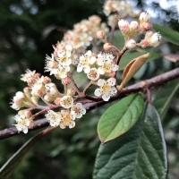 Milkflower cotoneaster cotoneaster-lacteus