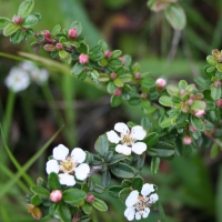 Silverleaf cotoneaster (Cotoneaster pannosus)