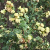 coyote brush (Baccharis pilularis)