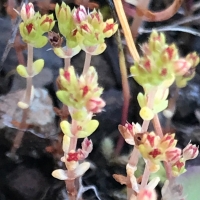 Pigmy weed, crassula-connata