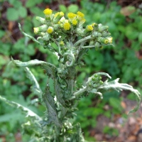 Cutleaf burnweed