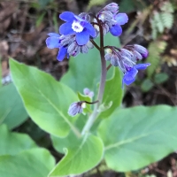 Pacific hounds tongue Adelinia grandis