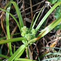 Umbrella sedge (Cyperus eragrostis)