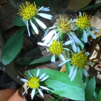 Roughleaf aster (Eurybia radulina)