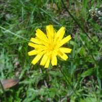 Dandelion (Taraxacum officinale)