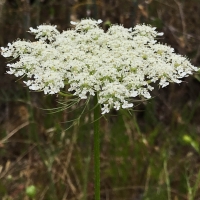 Queen Anne's lace daucus-carota