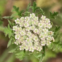 American wild carrot daucus-pusillus