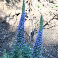 Pride of Madeira (Echium fastuosum)