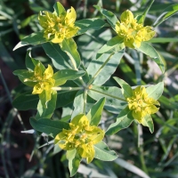 Oblong spurge (Euphorbia oblongata)