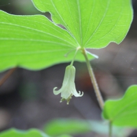 fairy-bells-prosartes-hookeri