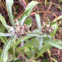 Featherweed (Gamochaeta ustulata)