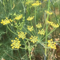 Sweet fennel (Foeniculum vulgare)