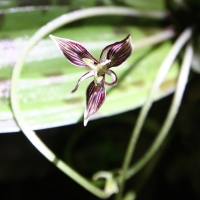 Fetid Adder's Tongue (Scoliopus bigelovii)