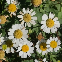 feverfew tenacetum-parthenium