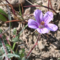 Filaree (Erodium botrys)