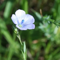 Flax (Linum bienne)