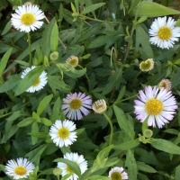 Latin American fleabane (Erigeron karvinskianus)