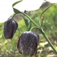 checker-lily-fritillaria-affinis