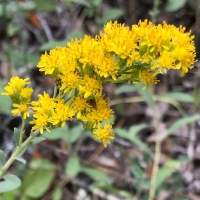 California goldenrod Solidago velutina ssp. californica