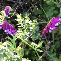 hairy-vetch-vicia-villosa