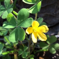 hairy-wood-sorrel-oxalis-pilosa