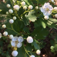 Hawthorn (Crataegus)