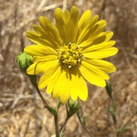 hayfieldtarweed (Hemizonia congesta s. lutescens)