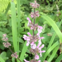 hedgenettle (Stachys rigida quercetorum)