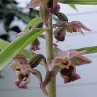 broadleaf Hellebore (Epipactis helleborine)