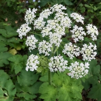 Cow parsnip (heracleum maximum)