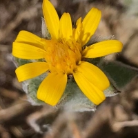 Hairy golden aster heterotheca-sessilflora-ssp-bolanderi