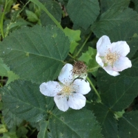 Himalayan blackberry