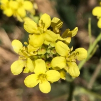 Short podded mustard hirschfeldia-incana