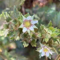 California horkelia horkelia-californica