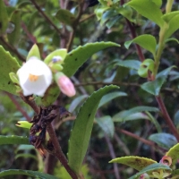 california huckleberry