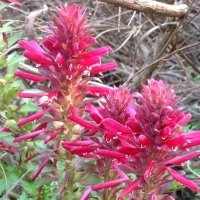 Warrior's plume (Pedicularis densiflora)