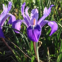 Ground iris (Iris macrosiphon)