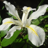 Douglas iris (Iris douglasiana)