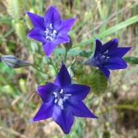 Ithuriel’s spear (Triteleia laxa)