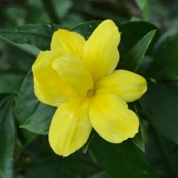 Primrose jasmine (jasminum mesnyi)