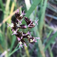 Brown headed rush, Juncus phaeocephalus v paniculatus