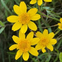 California goldfields (Lasthenia californica)