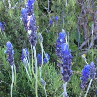 French lavender (Lavandula stoechas)