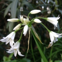 White flowered onion* (Allium triquetrum)