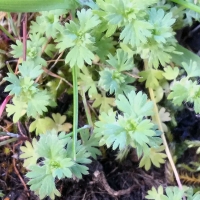 Lesser wart-cress lepidium-didymum