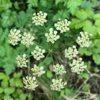 Celery leaved lovage ligusticum-apiifolium