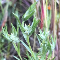 Narrowleaf cottonrose logfia-gallica 