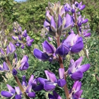 Silver Lupine (Lupinus albifrons)